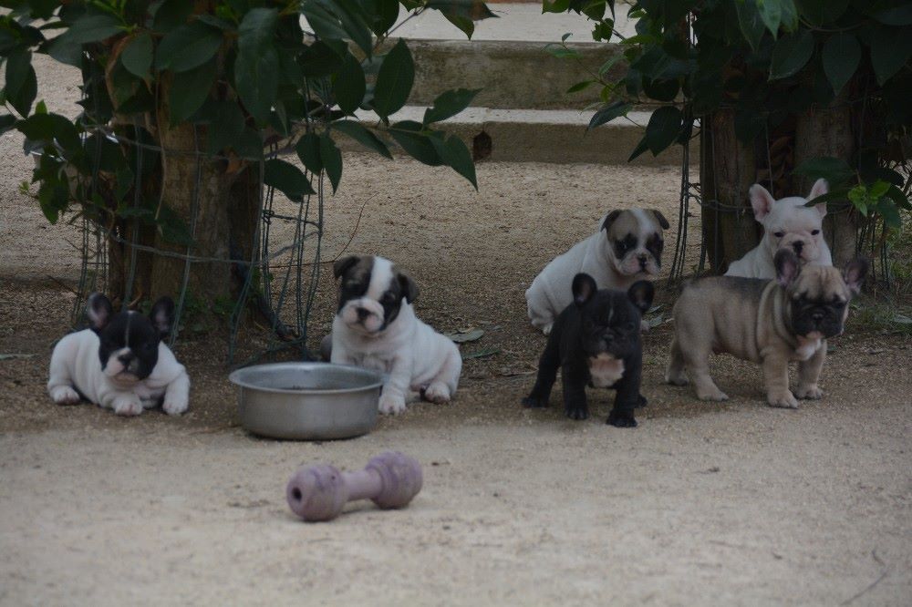 Chiot Bouledogue français di san biagio della cima