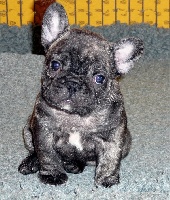 CHIOT