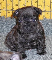 CHIOT